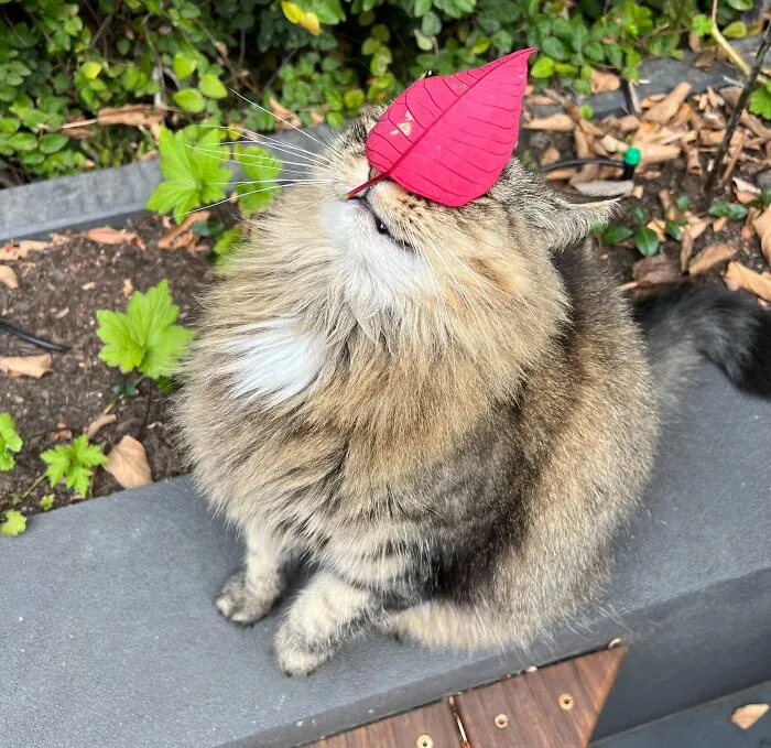 Woman Keeps Traveling By Taking Care Of Other People’s Cats, And These 68 New Pics Show The Reality Of The Job