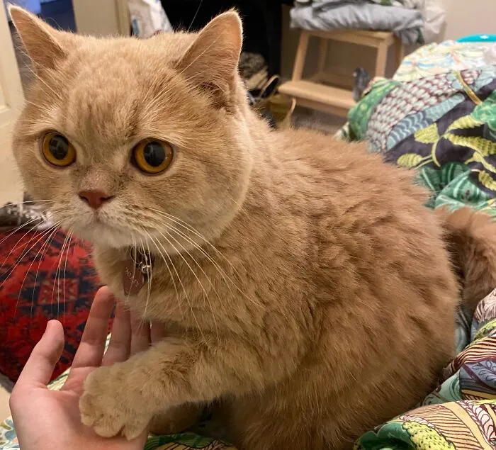 Woman Keeps Traveling By Taking Care Of Other People’s Cats, And These 68 New Pics Show The Reality Of The Job