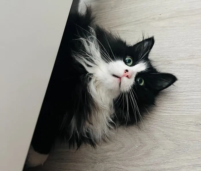 Woman Keeps Traveling By Taking Care Of Other People’s Cats, And These 68 New Pics Show The Reality Of The Job