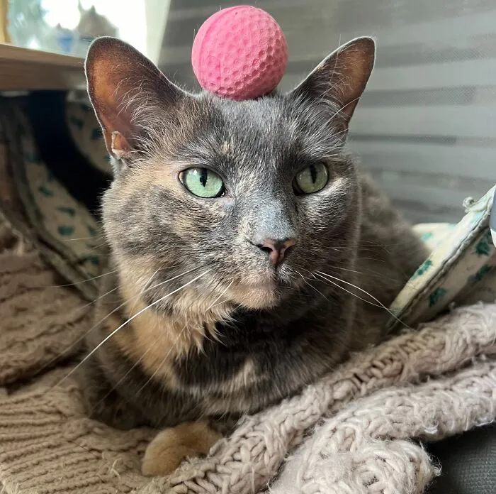 Woman Keeps Traveling By Taking Care Of Other People’s Cats, And These 68 New Pics Show The Reality Of The Job