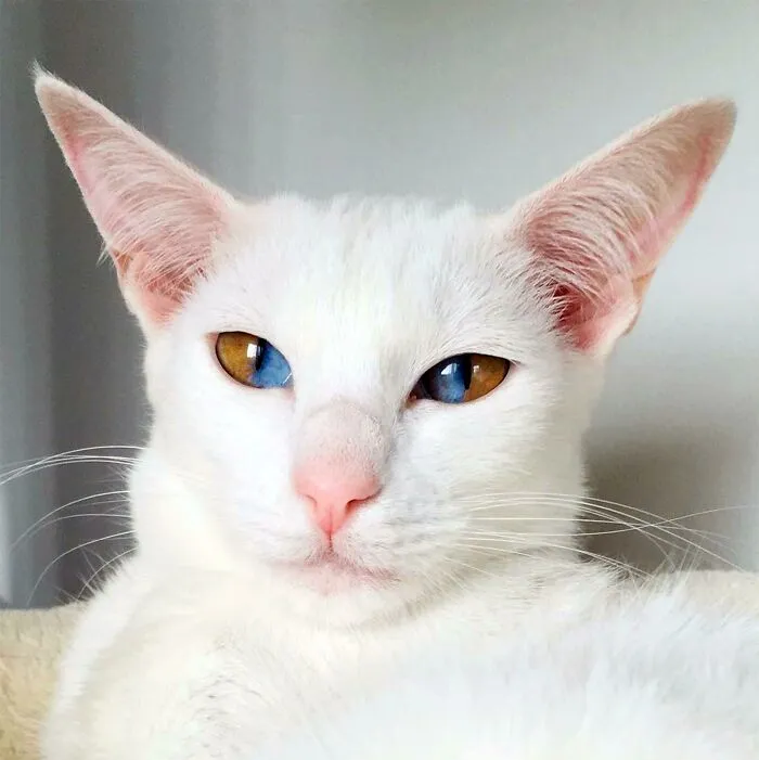 Olive The Cat With Sectoral Heterochromia