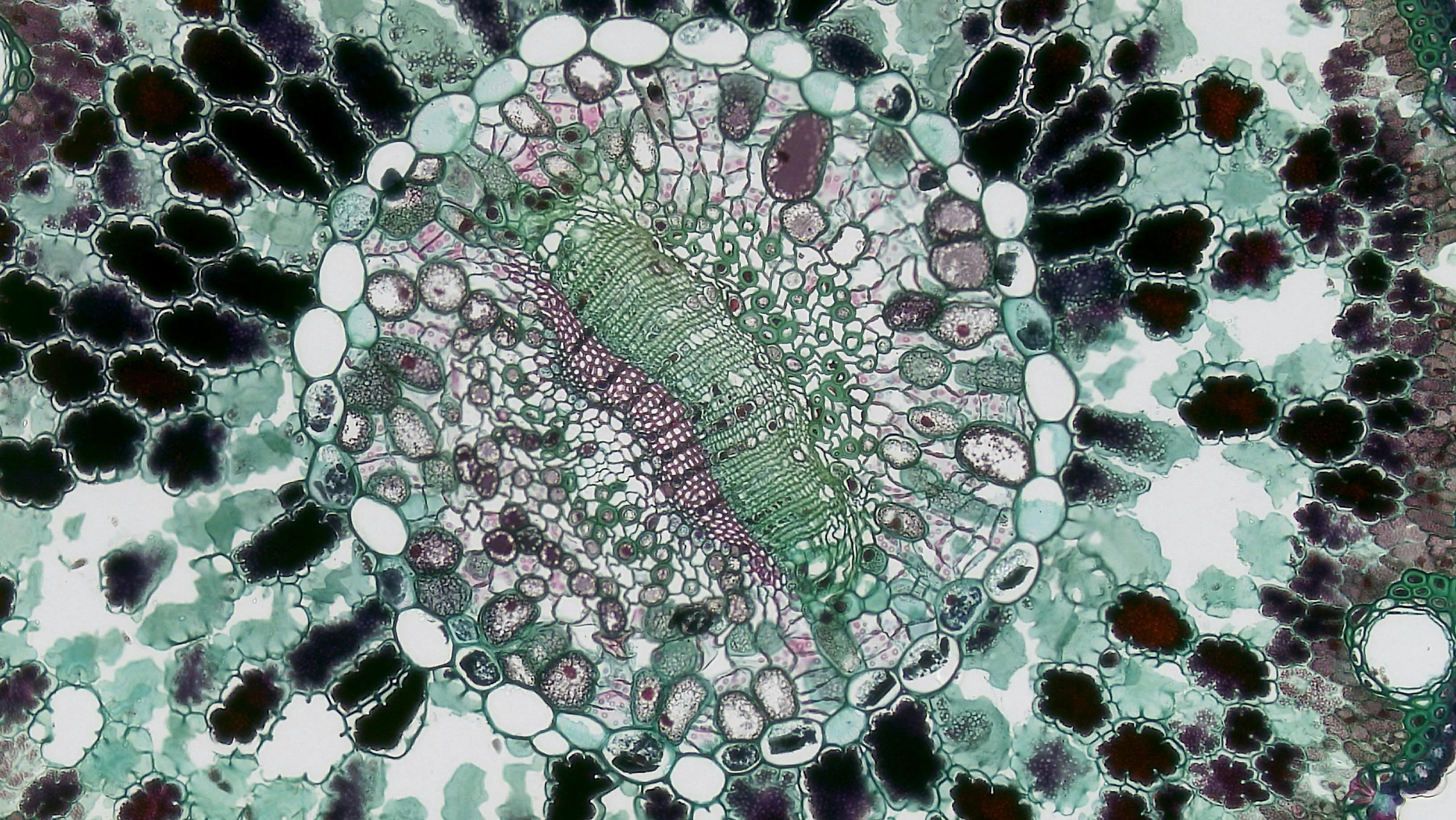 Microscopic view of a cell highlighting the organelle responsible for modifying packaging and transporting proteins within a cell