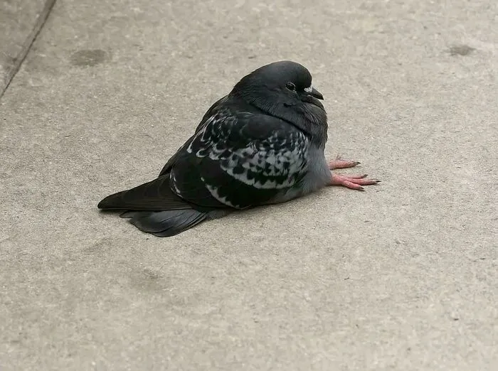 Pigeons Can Sit