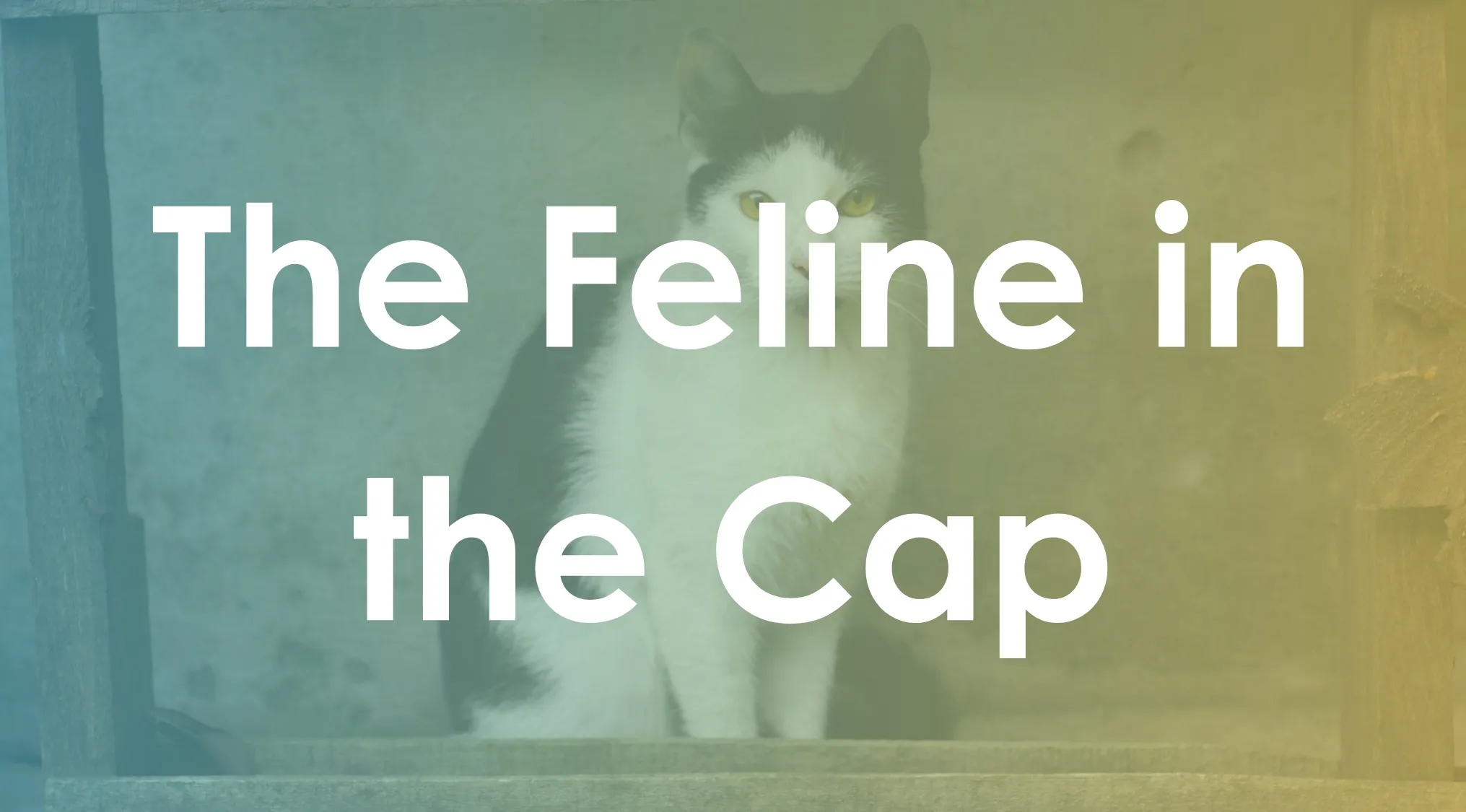 Black and white cat sitting on a wooden shelf with book title synonyms overlayed in white text.