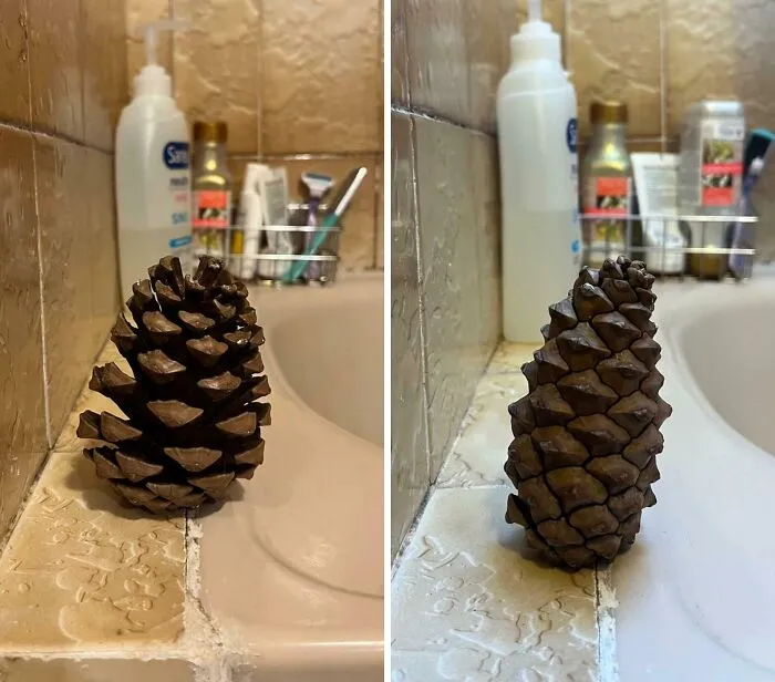 I Put A Pinecone In My Shower. It Closes When I Shower And Opens Again When It Dries