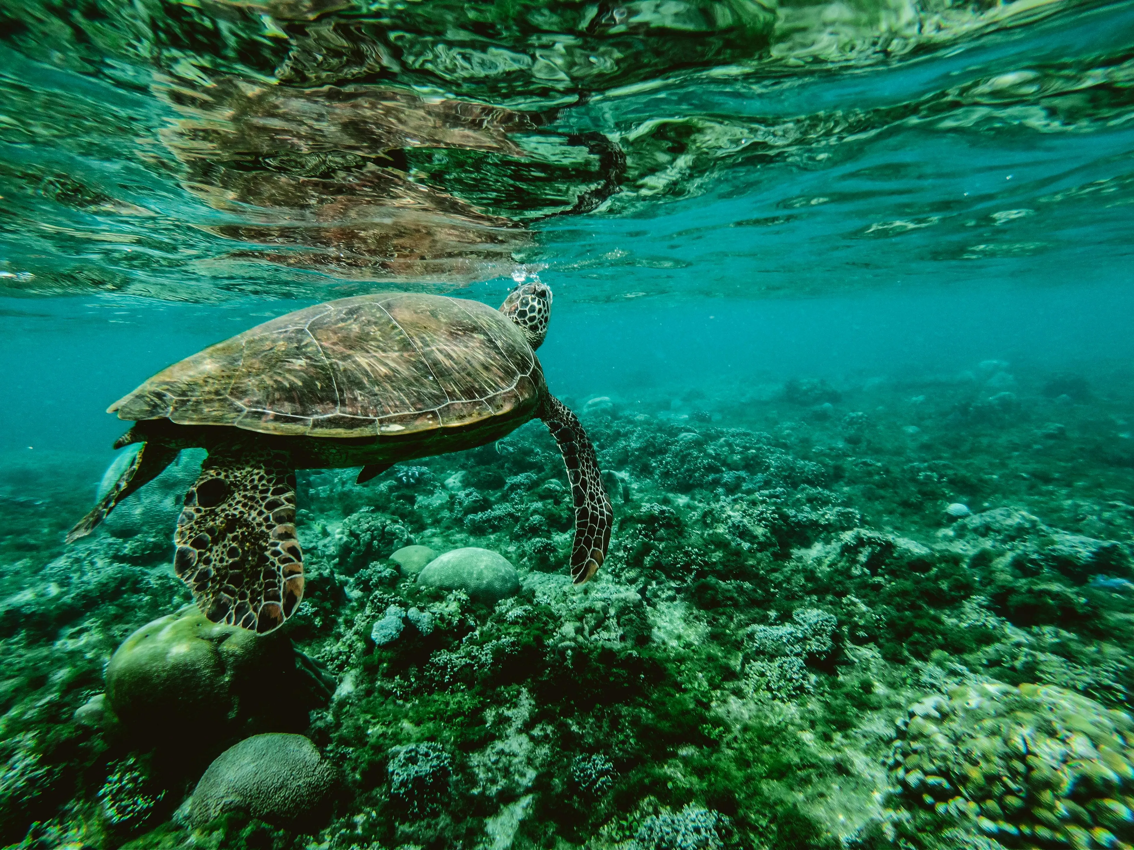 Sea turtle swimming underwater above coral reef illustrating ocean acidification and impact of carbon dioxide gas.