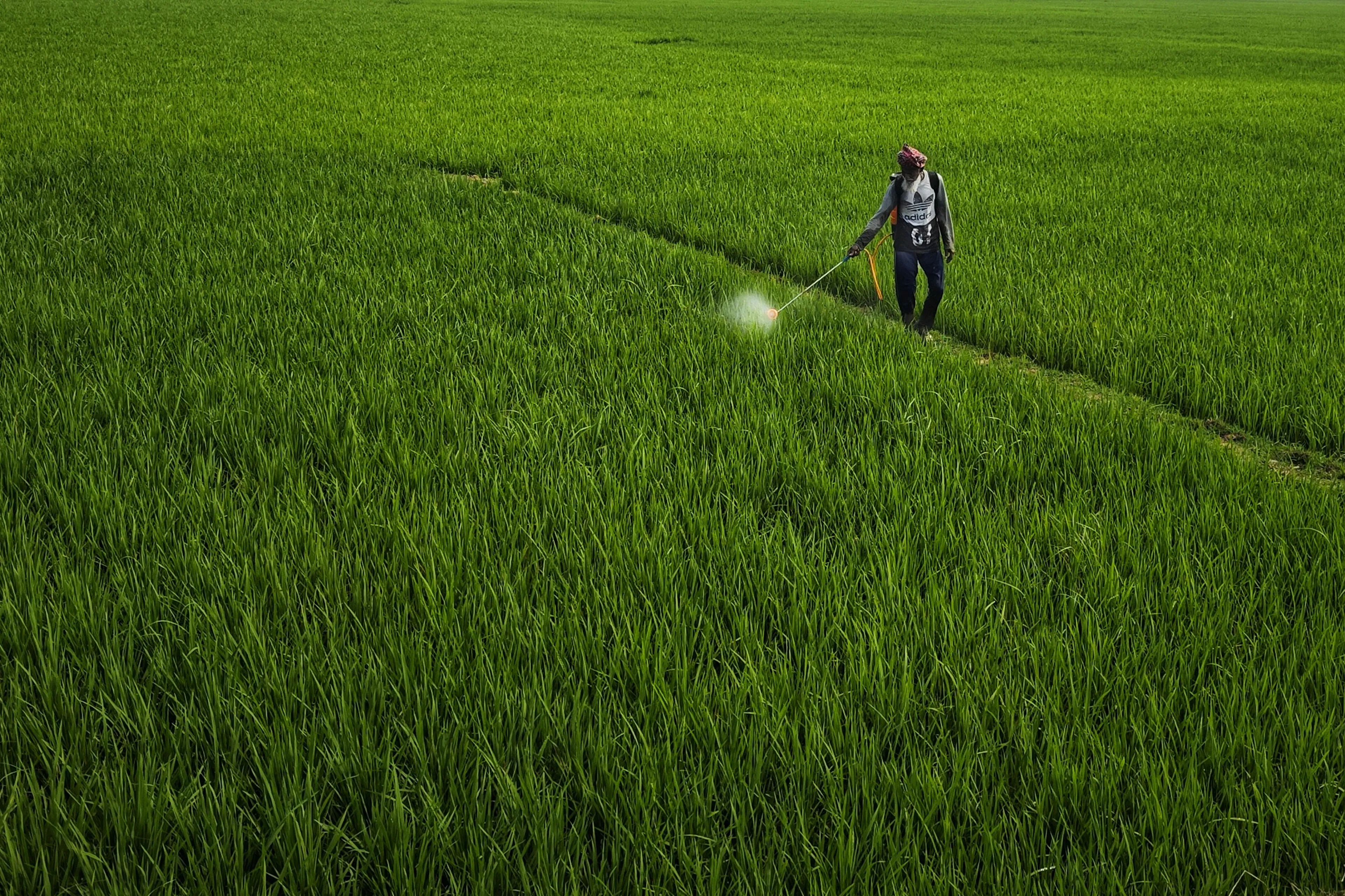 A farmer spraying crops in a lush green field, illustrating plant water loss and transpiration process in agriculture.