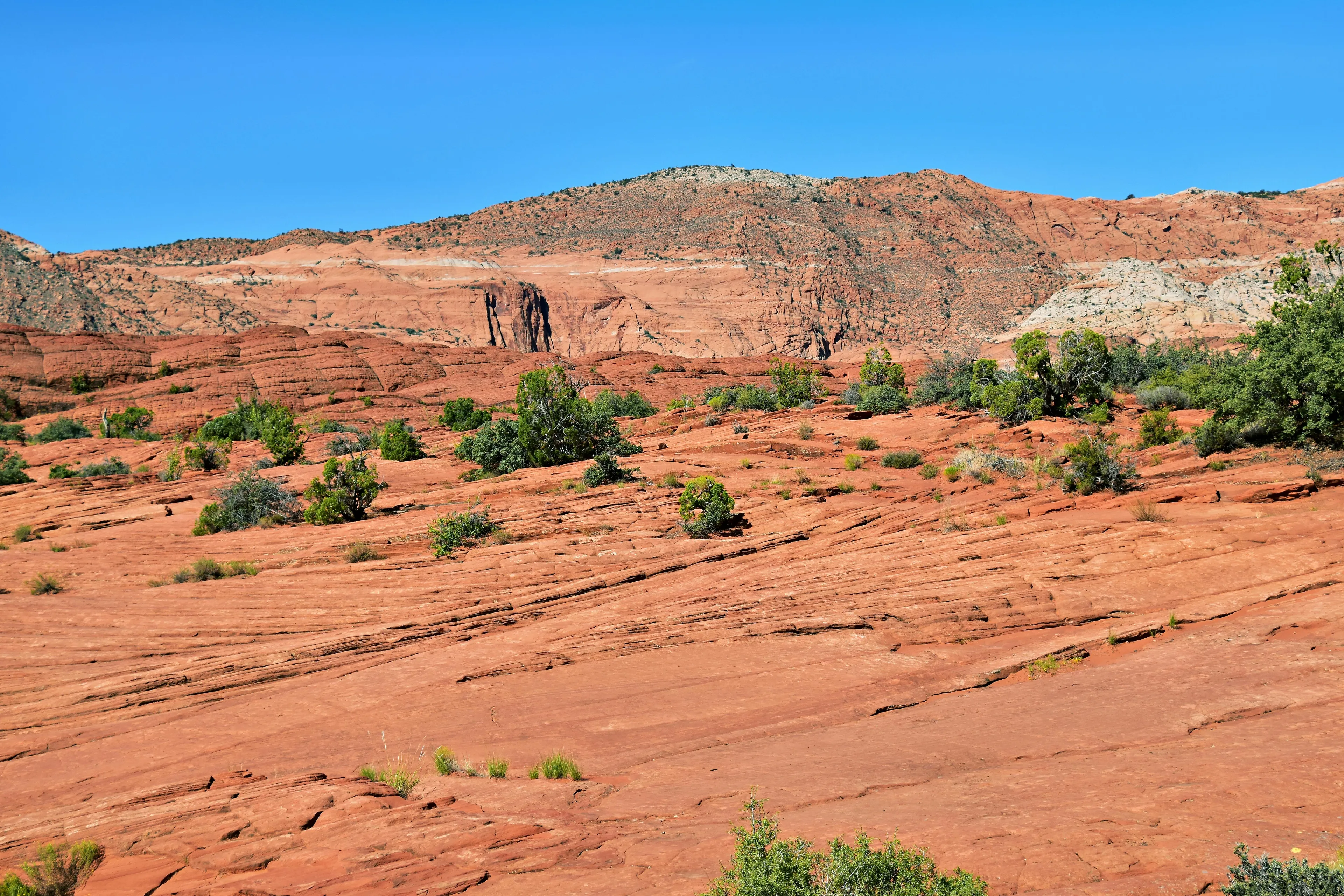 Arid climate landscape with sparse vegetation showing plants with deep roots reaching underground water.