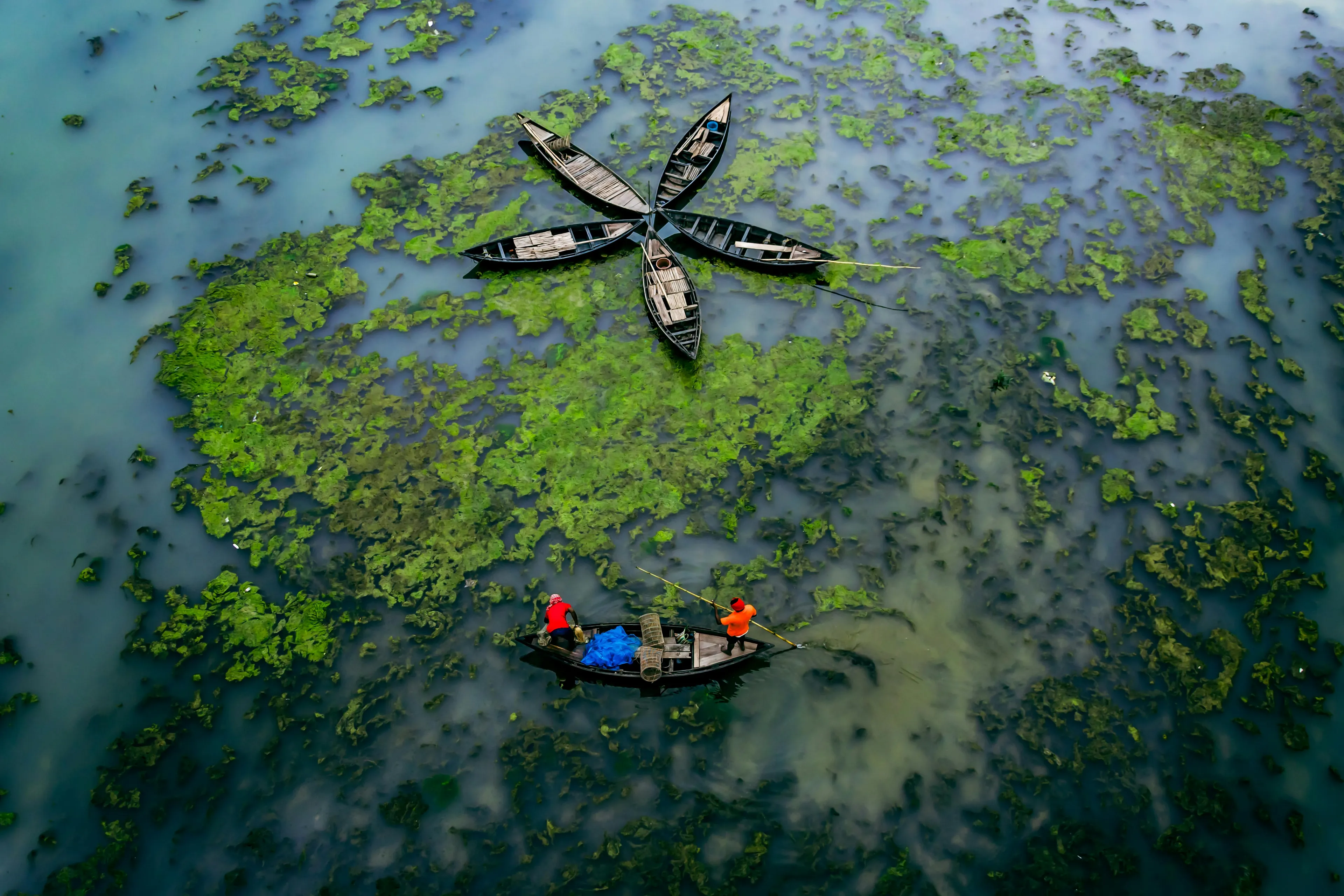 Aerial view of boats on a lake covered with excessive algae bloom caused by fertilizing, illustrating eutrophication.