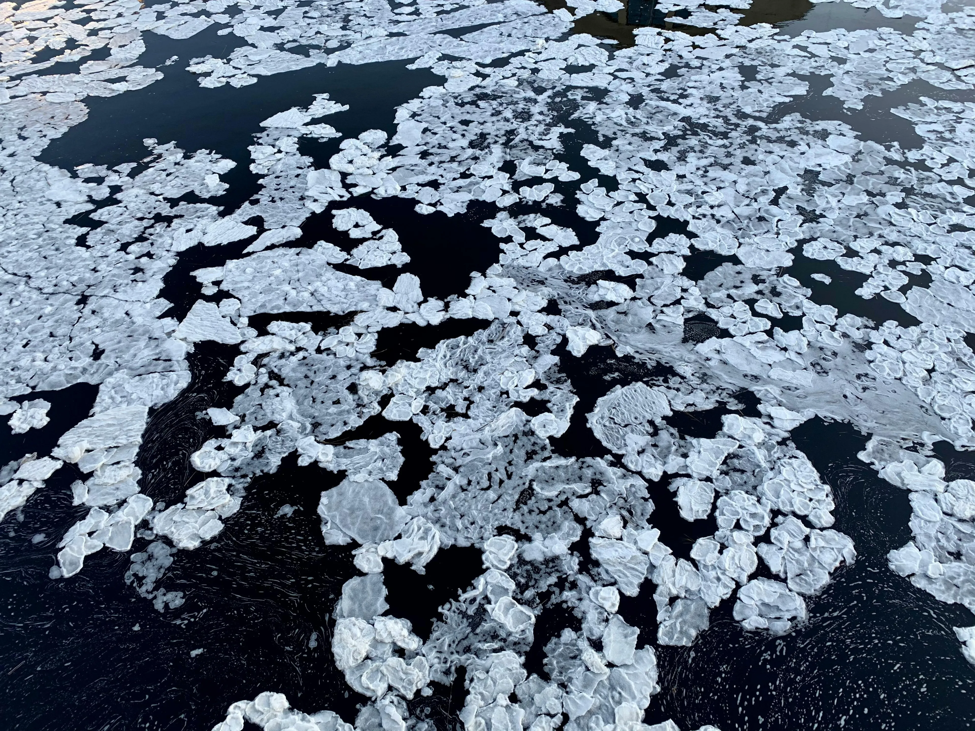 Chunks of melting ice floating on dark water, illustrating the concept of freezing point of water in Celsius.