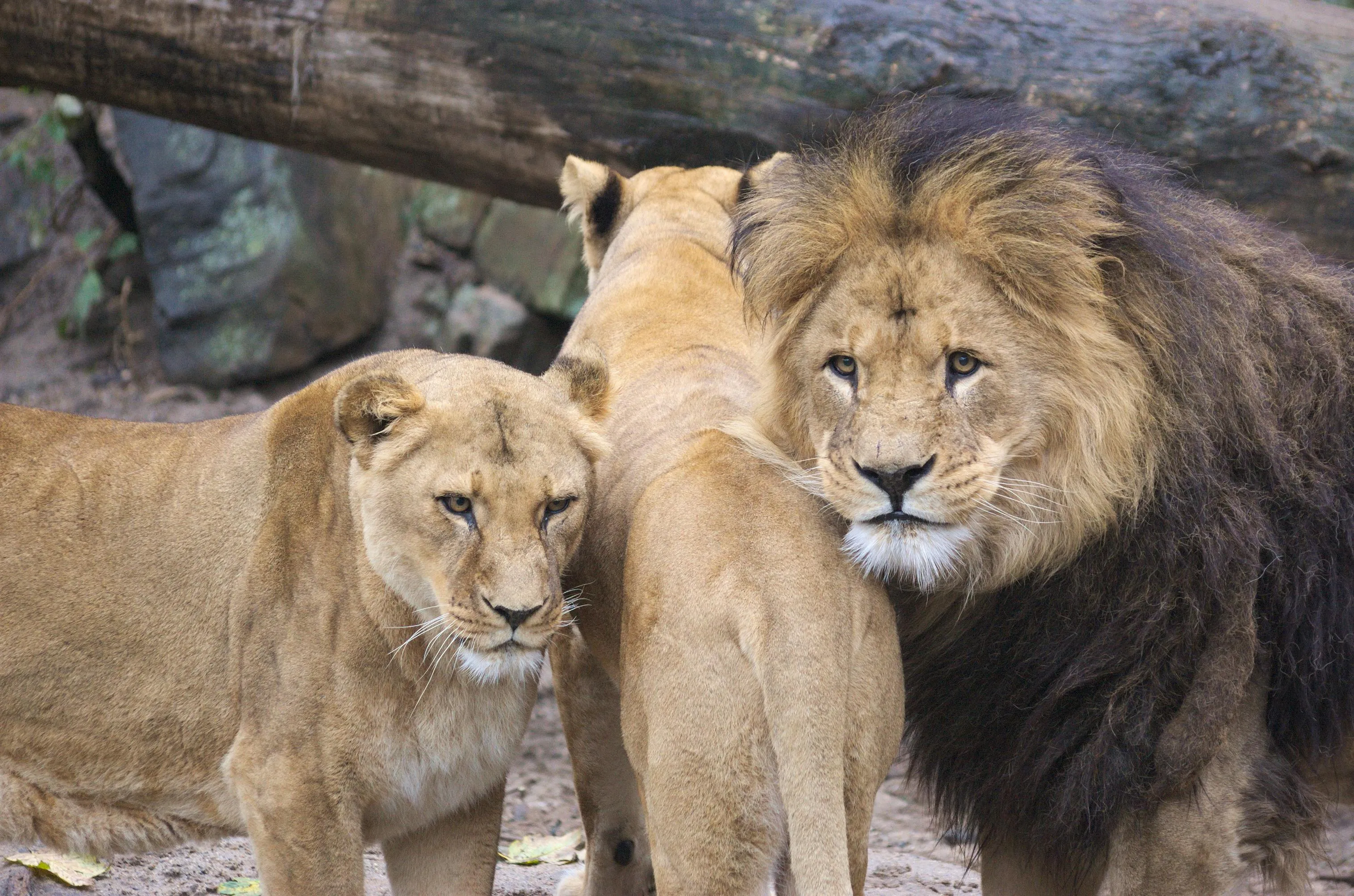 A group of lions including a male with mane and two lionesses in a natural, outdoor setting.