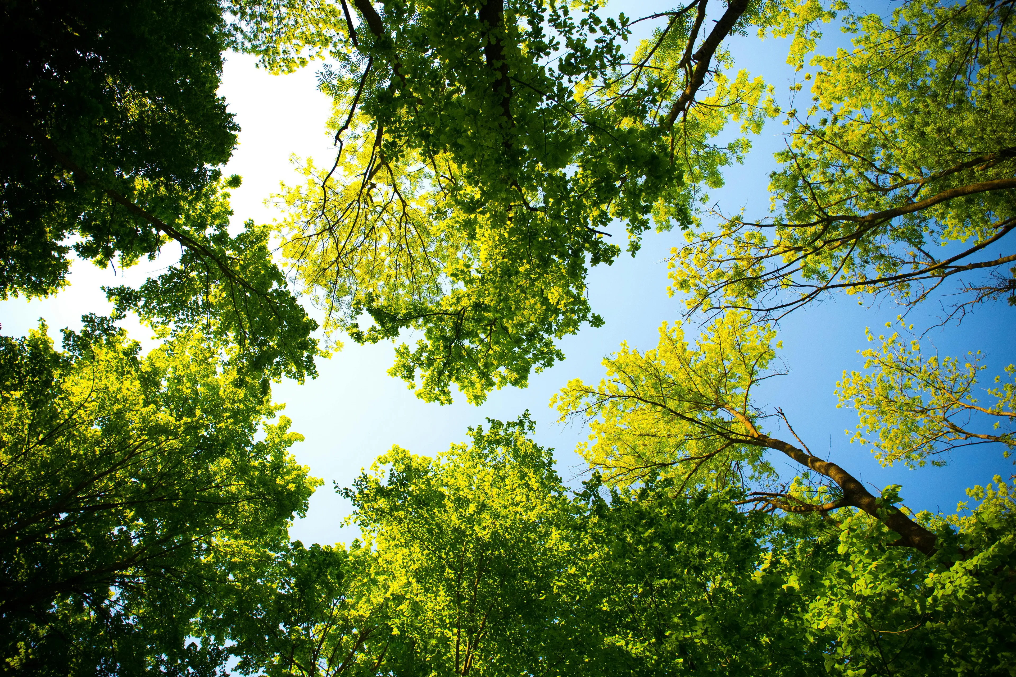 Looking up at tall green trees reaching toward a bright blue sky in Australia’s tallest tree forest.