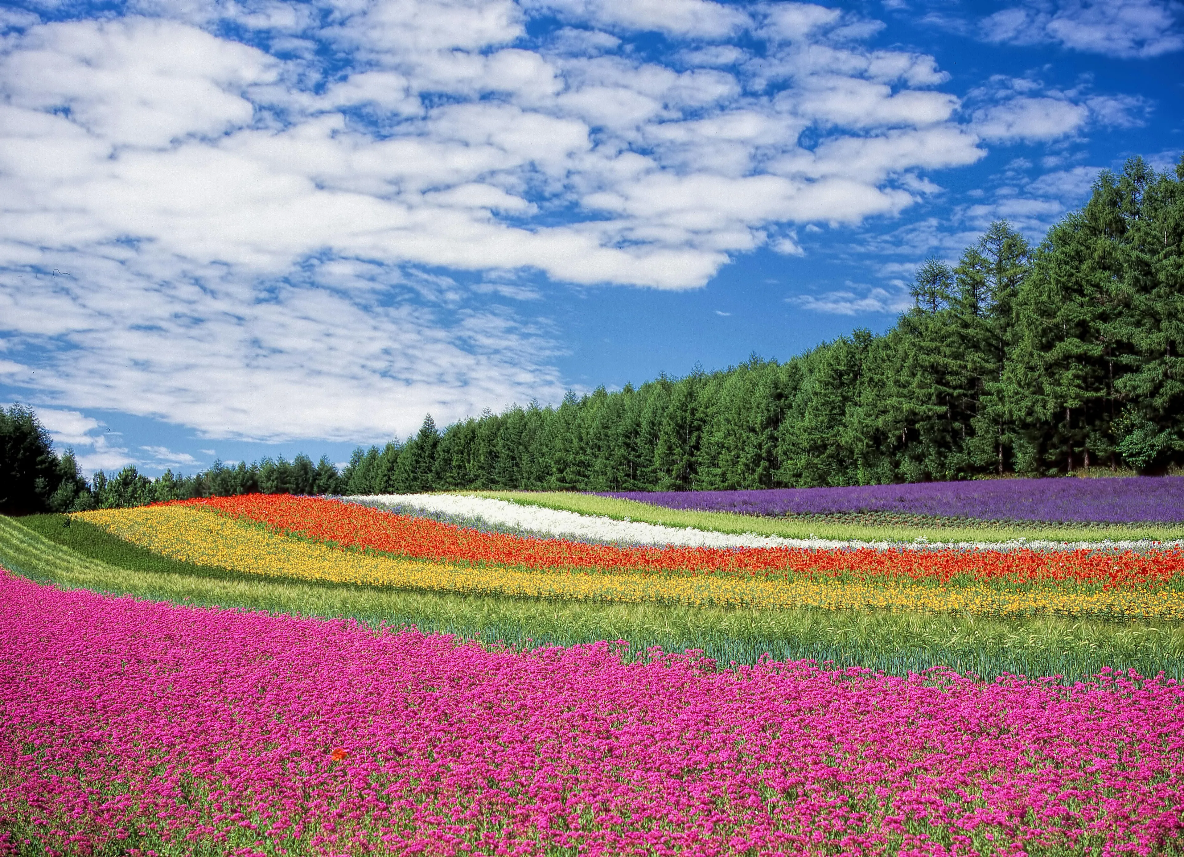 Colorful flower fields under a blue sky representing the flower named after a boy in the legend involving god Apollo.