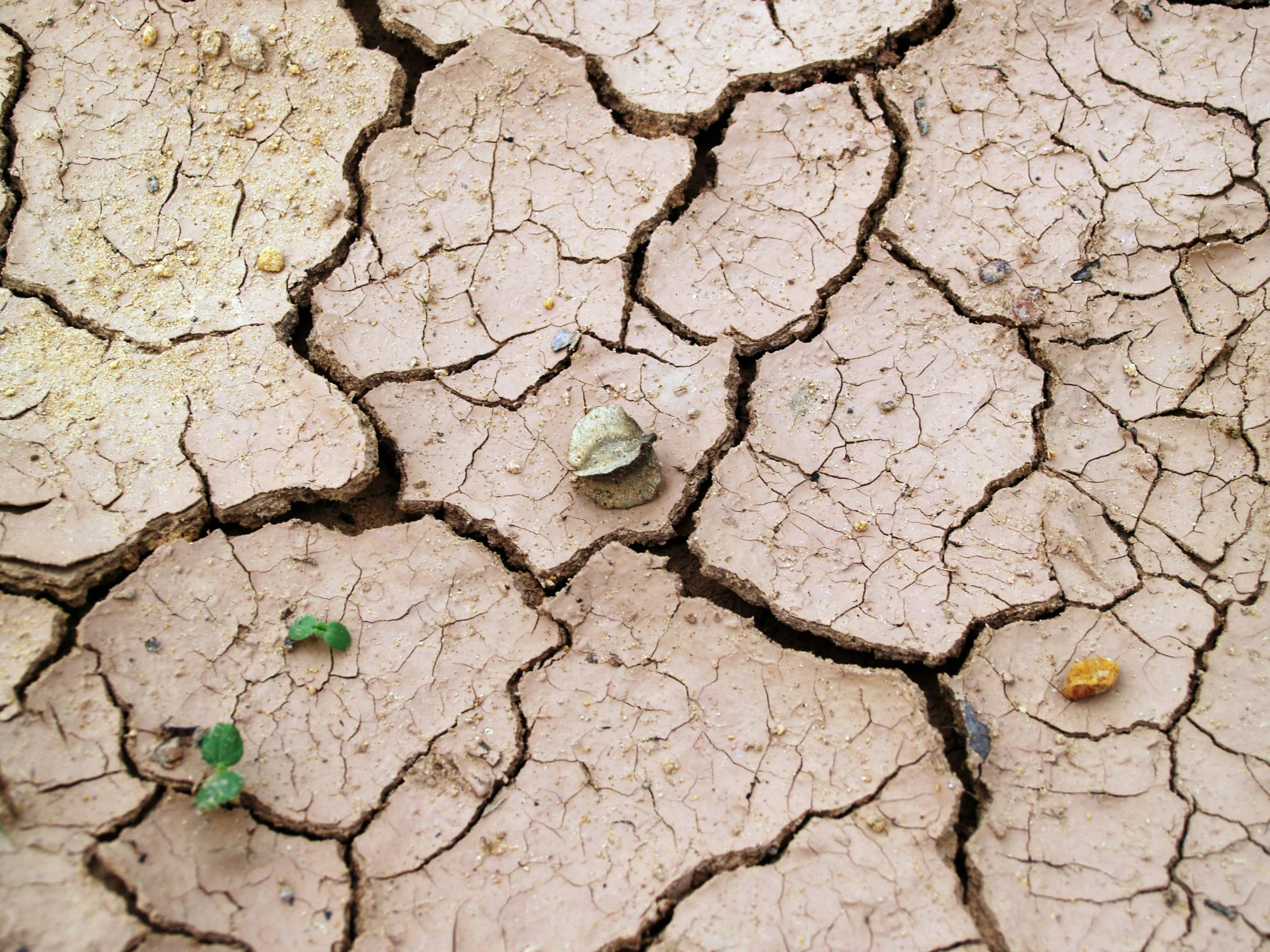 Cracked dry earth surface with small plants, illustrating geological changes related to the study of earthquakes.
