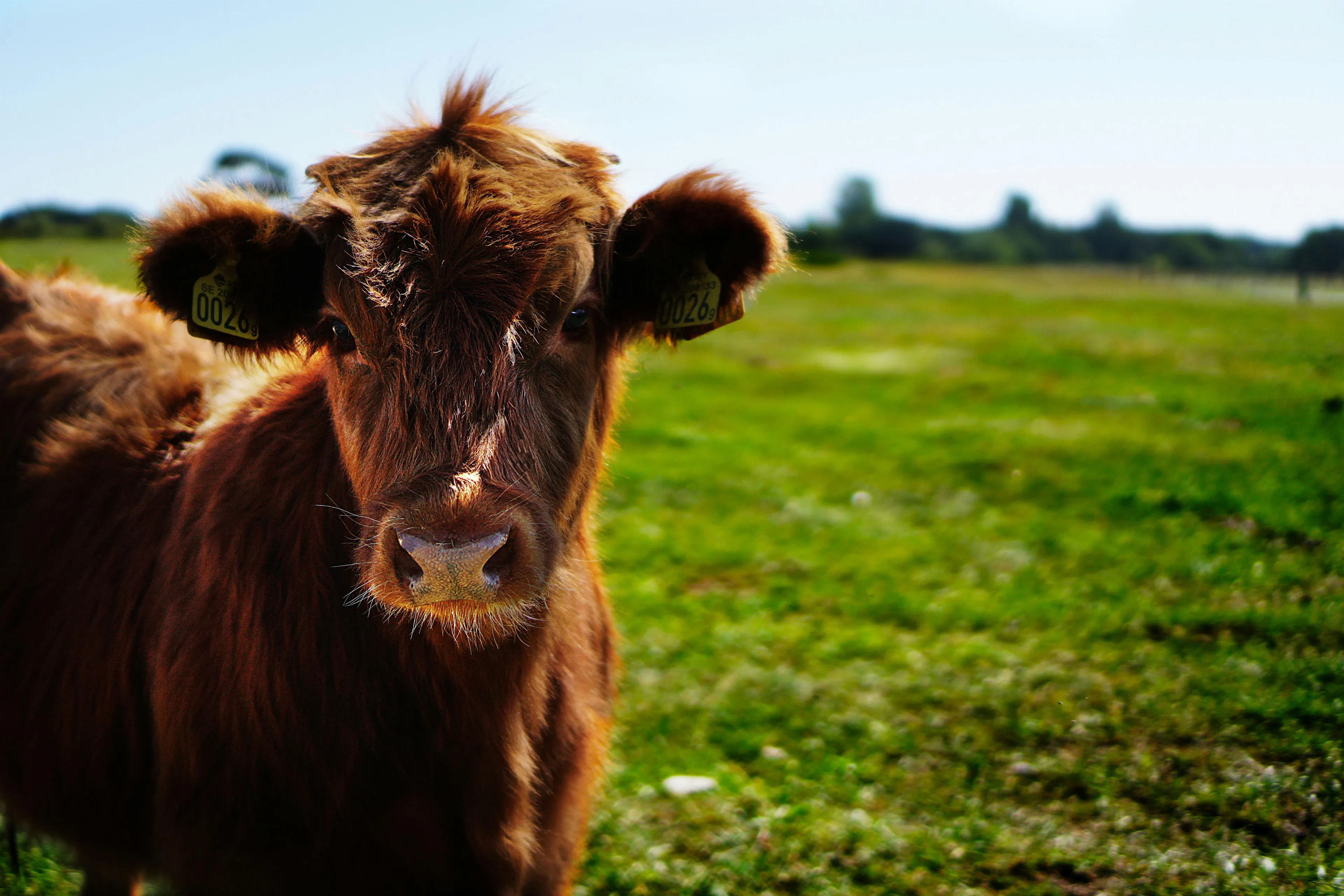Brown cow in a green field on a sunny day, related to the question of what cows drink in Who Wants To Be A Millionaire