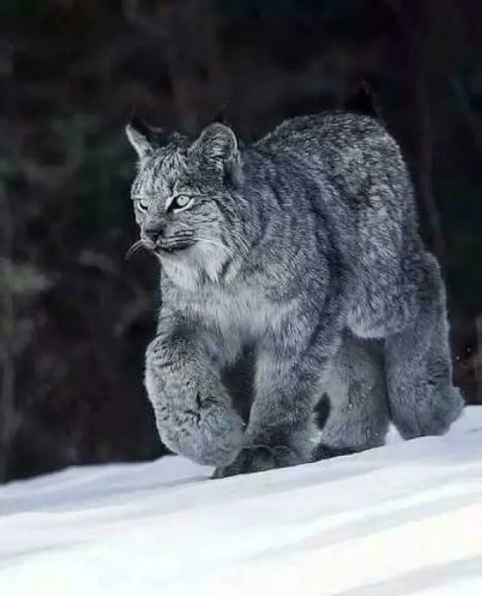 🔥 The Size Of These Canadian Lynx Mittens