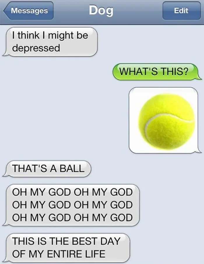 Funny text screenshot of a dog excitedly reacting to seeing a tennis ball, capturing humorous conversation moments.