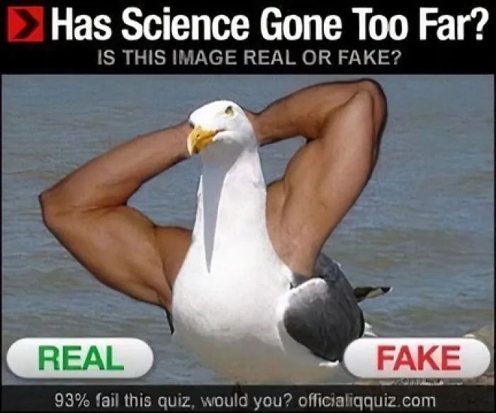 Muscular arms with a seagull body create unhinged and wild pics challenging if the image is real or fake.