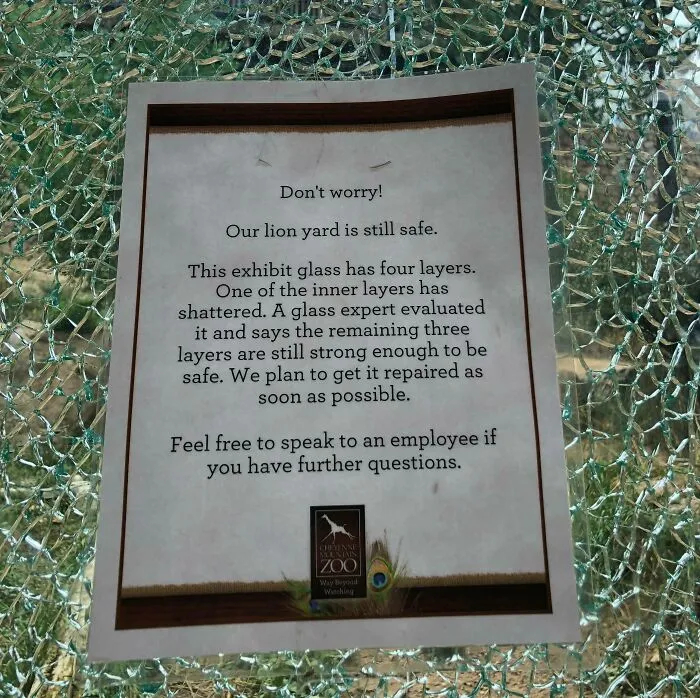 No Worries, 3 Layers Of Glass Still Remain To Protect You From The King Of The Jungle!