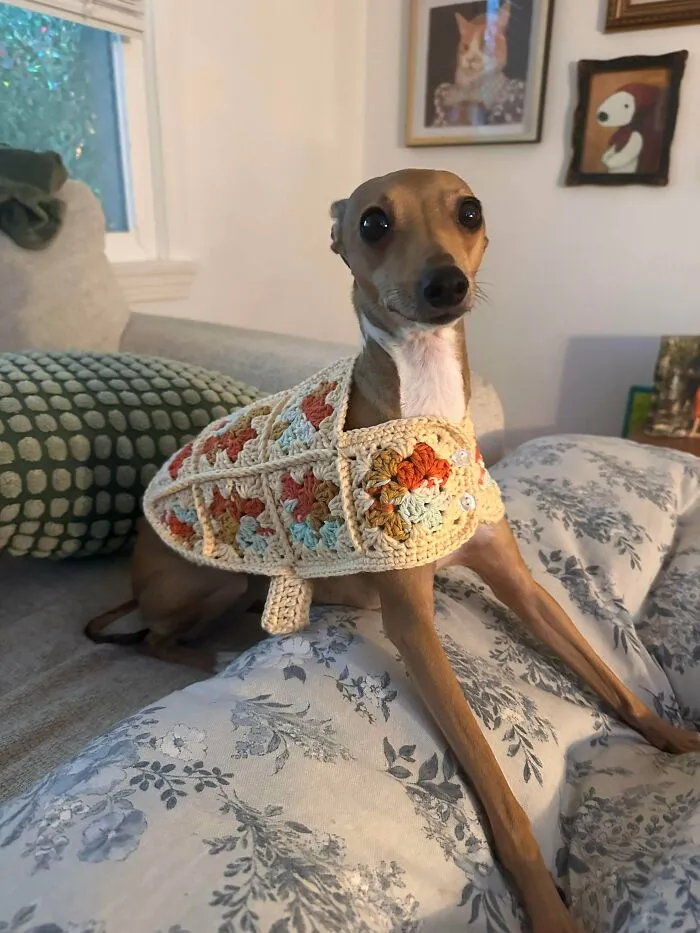 Crocheted My Pup A Jacket