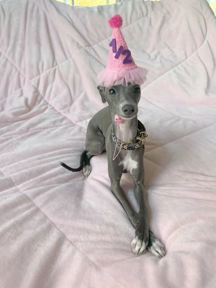 My Husband Thinks Celebrating A Puppy’s Half Birthday Isn’t Normal. My Response: Happy 6 Months, Sweet Daphne! 🩷