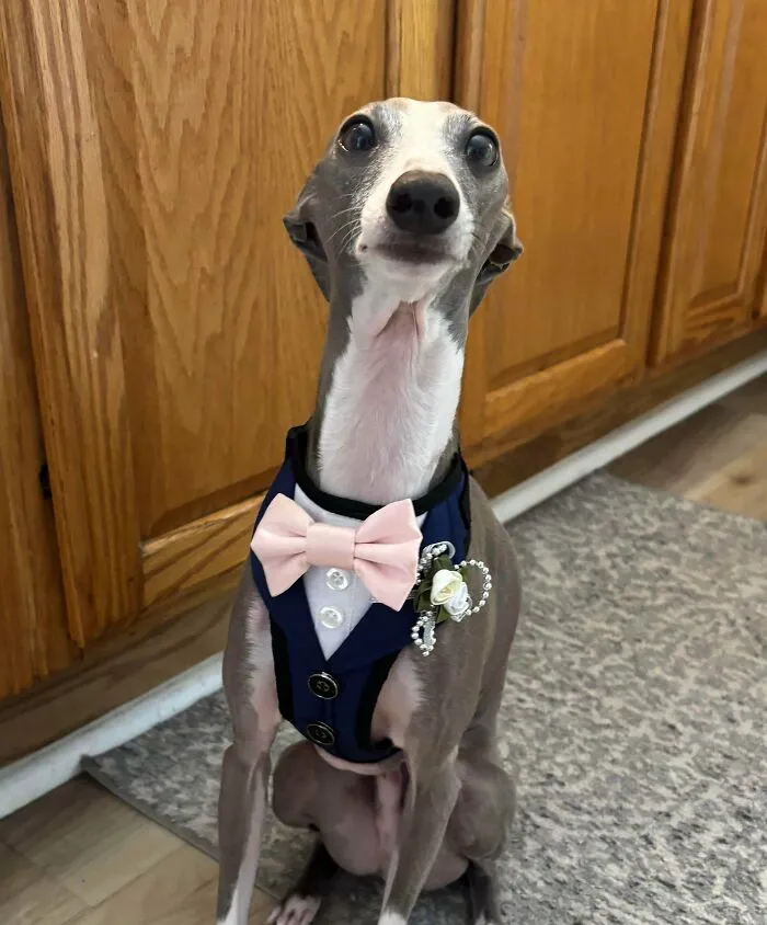 Someone Is Ready To Be A Ring Bearer!