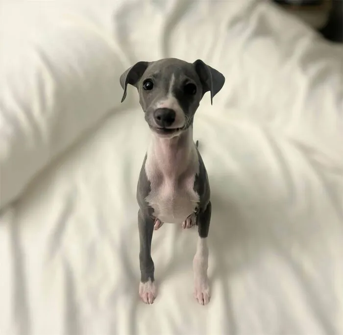 Hi! Have Had Mushu For Four Weeks And My Heart Is Full. Hope You Don’t Mind Photos!