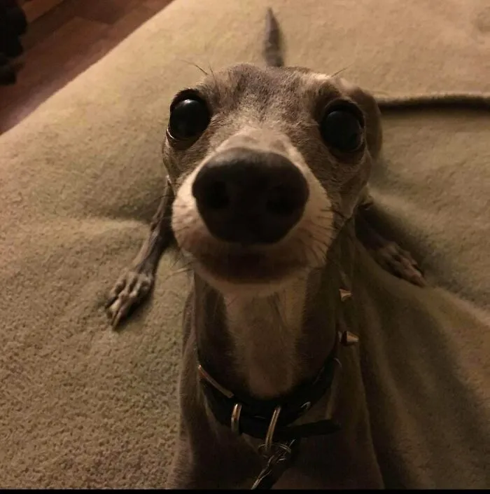 It’s Been 1 Year Since I Lost My Best Buddy “Bud” . . . I Miss Him
