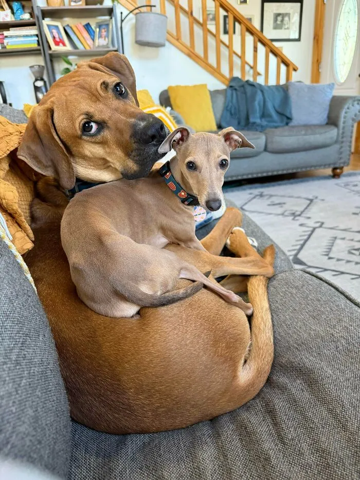 Who Has Big Dogs Who Are Best Friends With Their Italian Greyhound?