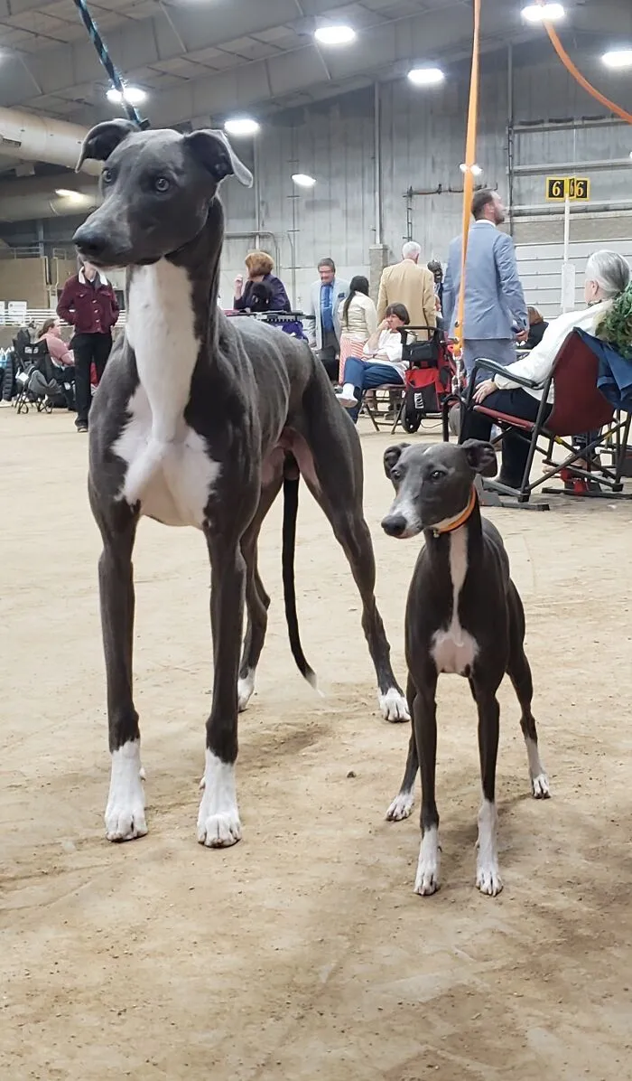 Zero Got To Meet His Giant Doppelganger, Mako The Greyhound