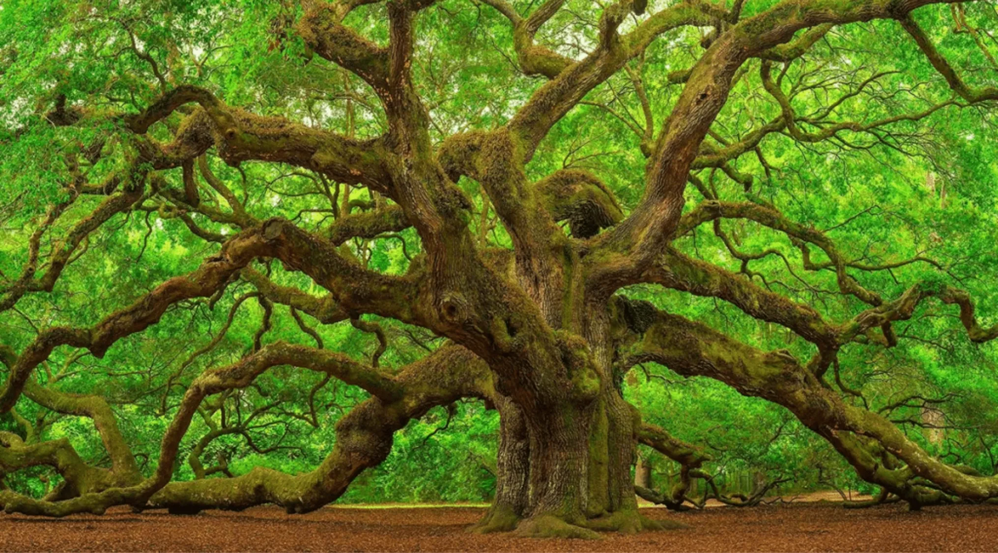 Large oak tree with sprawling branches covered in moss, surrounded by lush green foliage on the UK citizenship test question.