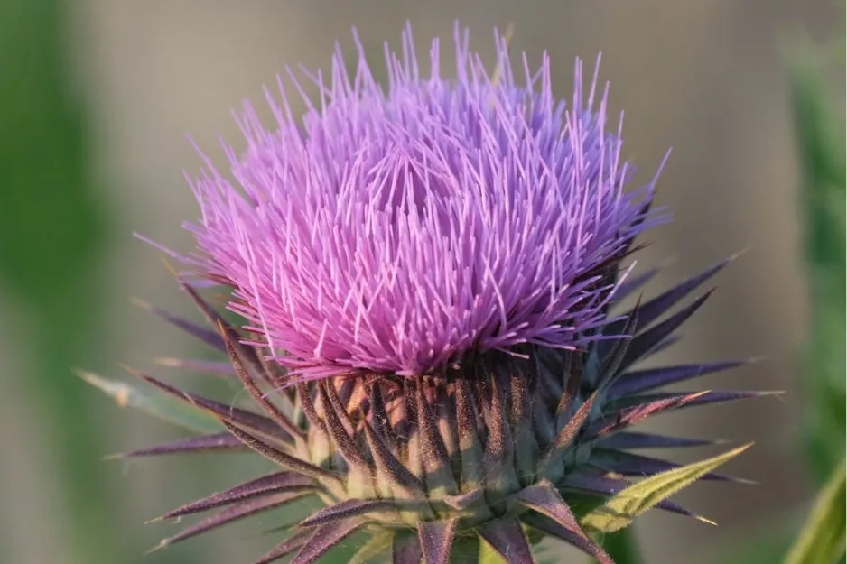 Close-up of a purple thistle flower, the plant associated with Northern Ireland and its natural landscape.