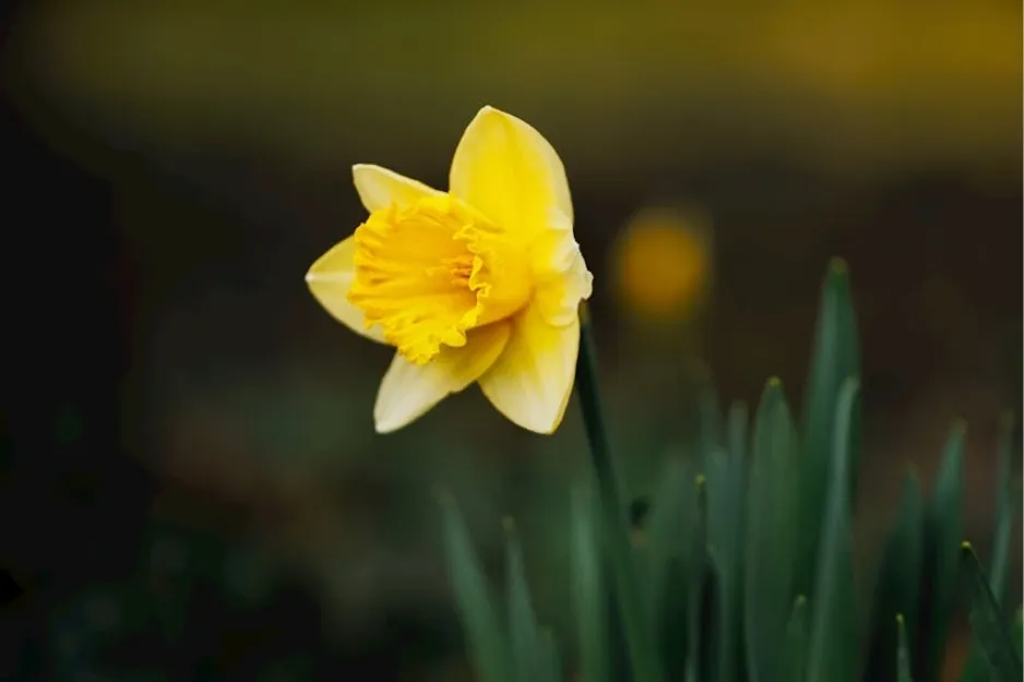 Yellow daffodil flower blooming with green leaves in a blurred natural background representing Northern Ireland.