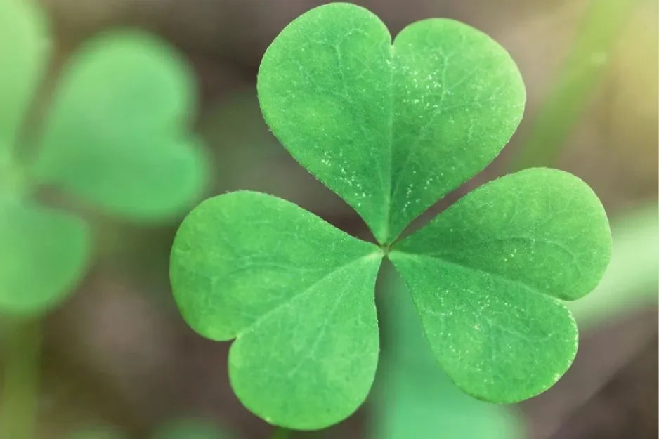 Close-up of a vibrant green shamrock leaf, a flower associated with Northern Ireland and its cultural heritage.