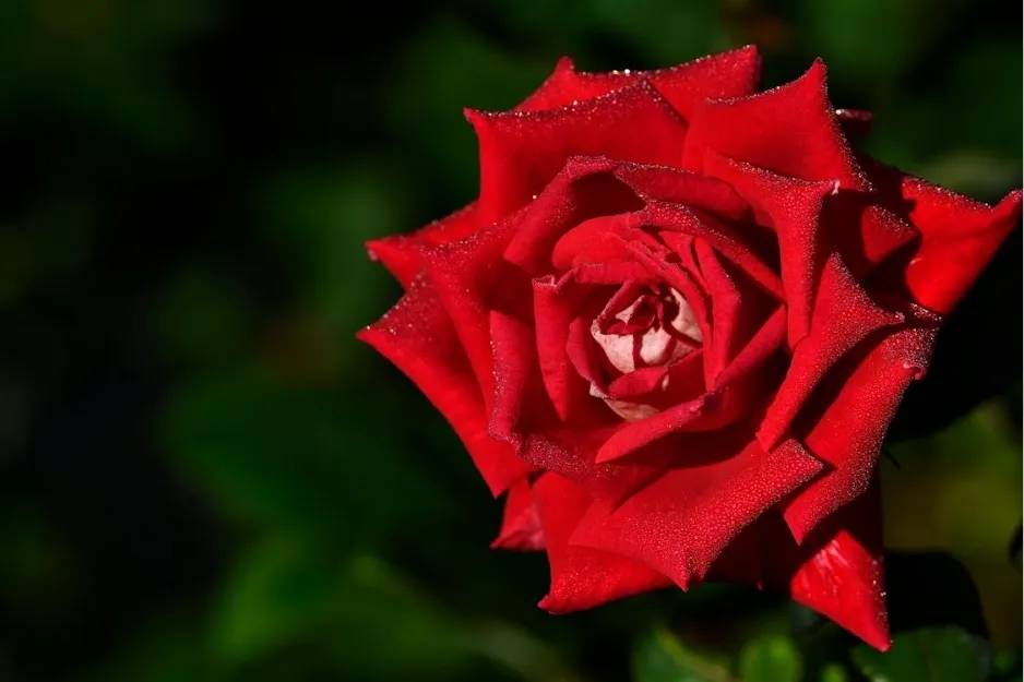 Close-up of a vibrant red rose covered in dewdrops, representing the flower associated with Northern Ireland.
