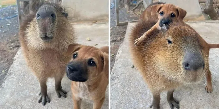 A close-up of an adorable capybara standing next to and with a small brown puppy resting on its back.