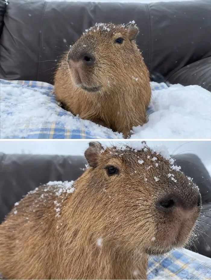 Close-up of an adorable capybara with snowflakes on its fur resting on a plaid blanket and dark couch.