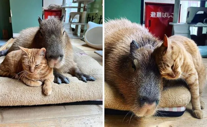 Adorable capybara cuddling closely with a relaxed orange tabby cat on a cozy beige mat indoors.