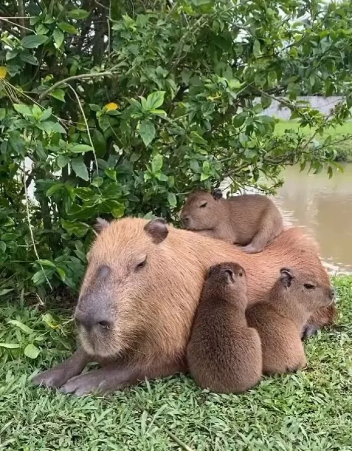 Capybara family resting on grass near water with green foliage in the background, showing adorable capybara photos.
