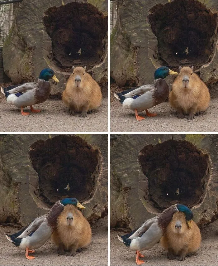 This Community Shares Wholesome Capybara Content, And Here Are 75 Of Their Best Pics