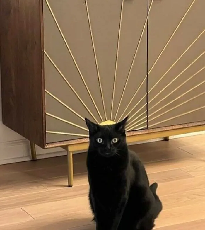 This Page Posts Pics Of Animals With Powerful Auras, And These 63 Are Hilarious (New Pics)