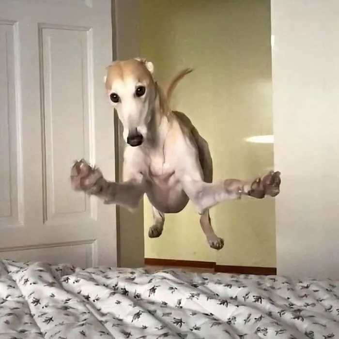 This Page Posts Pics Of Animals With Powerful Auras, And These 63 Are Hilarious (New Pics)