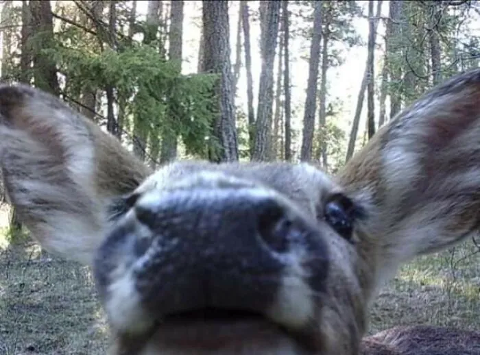 This Page Posts Pics Of Animals With Powerful Auras, And These 63 Are Hilarious (New Pics)