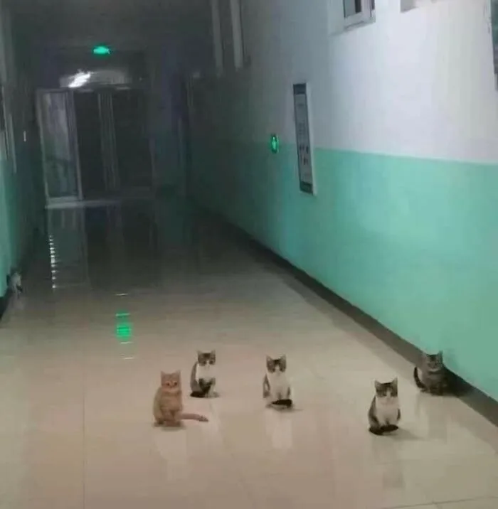 This Page Posts Pics Of Animals With Powerful Auras, And These 63 Are Hilarious (New Pics)