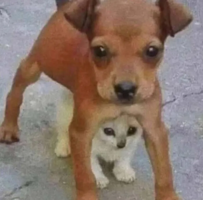 This Page Posts Pics Of Animals With Powerful Auras, And These 63 Are Hilarious (New Pics)