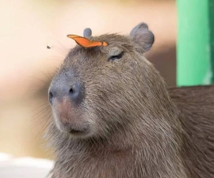 This Page Posts Pics Of Animals With Powerful Auras, And These 63 Are Hilarious (New Pics)
