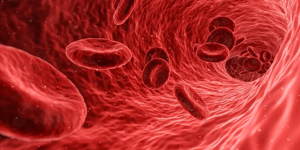 Red blood cells flowing through a blood vessel, illustrating the primary function of red blood cells in science.
