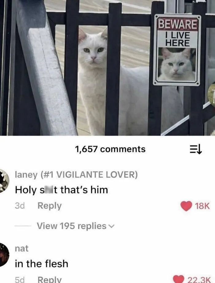This Page Is Dedicated To Cats With Attitude, And Here Are 65 Of Their Best Moments