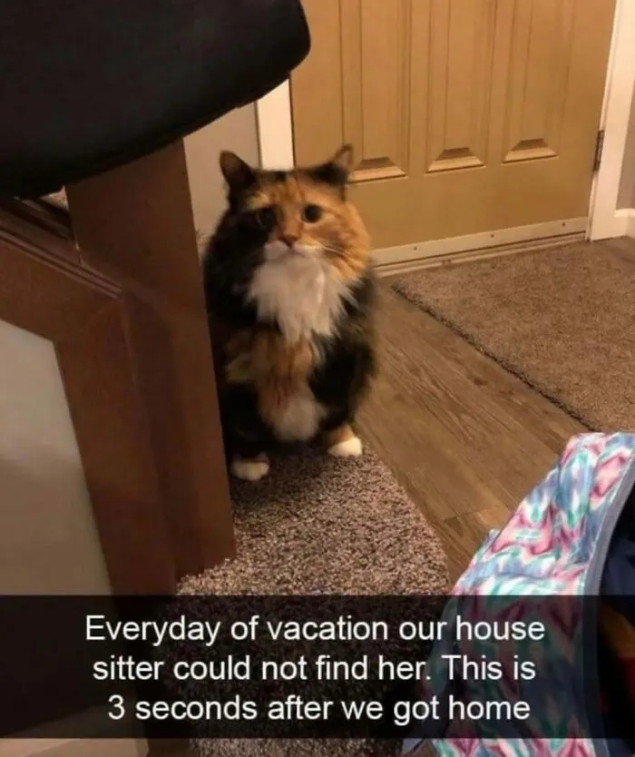 115 Silly Cats Who Are Just Out There Living Their Lives