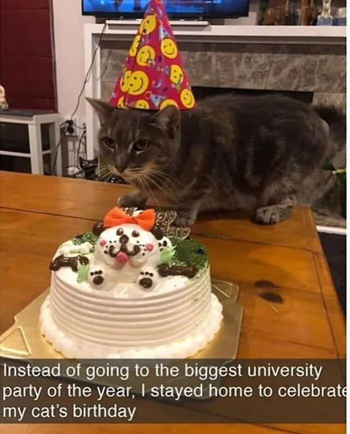 115 Silly Cats Who Are Just Out There Living Their Lives